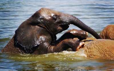 L’éléphanteau de #Beauval en plein cours de natation